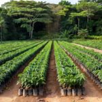 Mudas de café em viveiro para distribuição em Rondônia