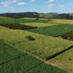 Lavouras de soja, milho e café com pecuária impulsionando a economia de Rondônia