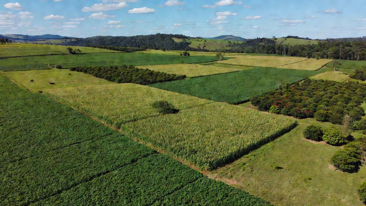 Lavouras de soja, milho e café com pecuária impulsionando a economia de Rondônia