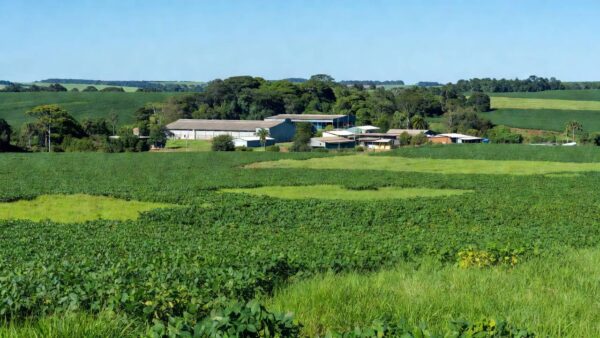 Plantações de soja e áreas comerciais em Rondônia representando o agronegócio e crescimento econômico