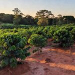 Plantação de café em Rolim de Moura, Rondônia, representando a Cafeeira Rondônia