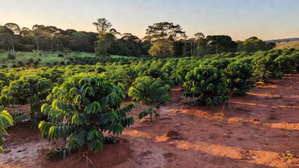 Plantação de café em Rolim de Moura, Rondônia, representando a Cafeeira Rondônia