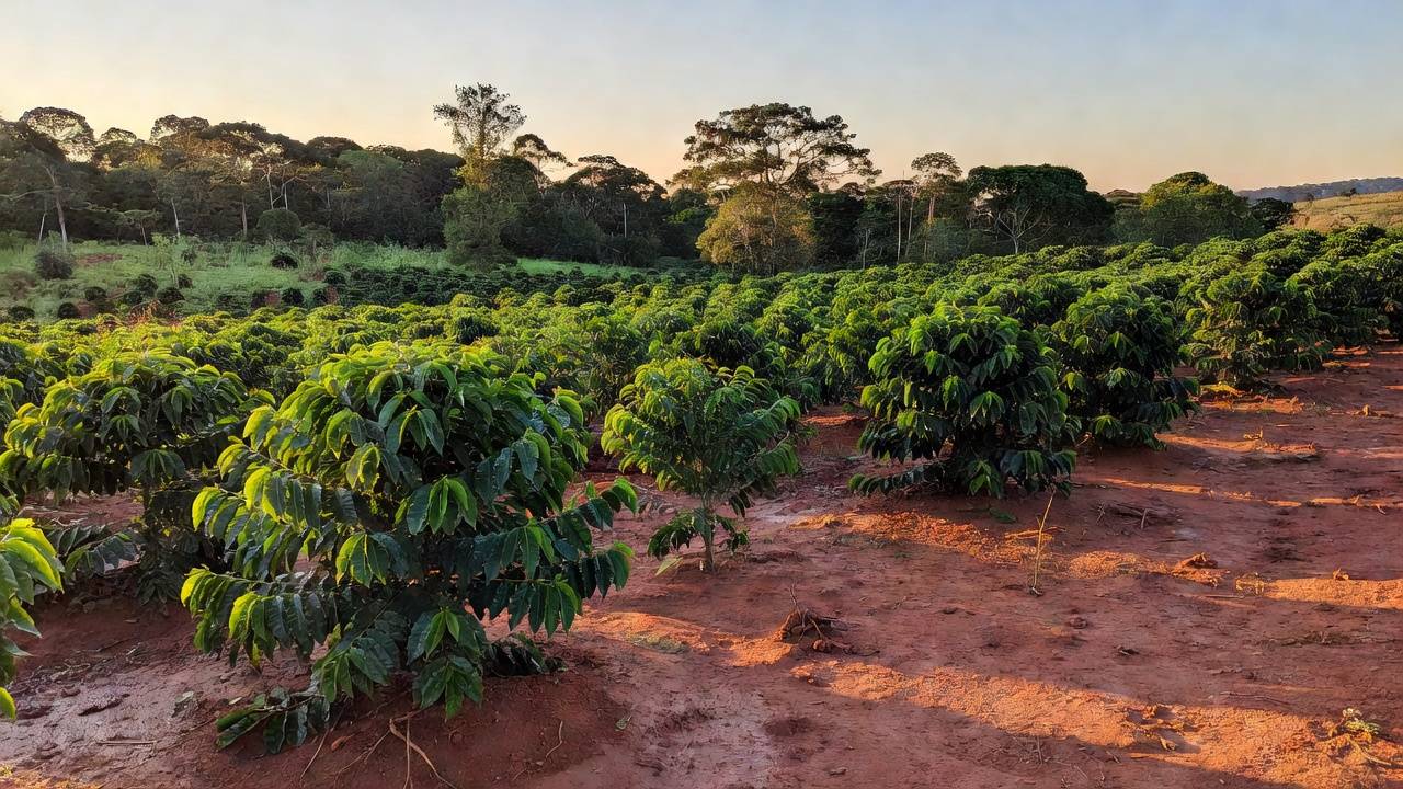 Plantação de café em Rolim de Moura, Rondônia, representando a Cafeeira Rondônia