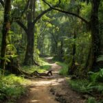 Pista do Circuito Gigantes de Rondônia em Machadinho d'Oeste