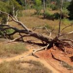 Árvore caída em fazenda rural de Vilhena após acidente