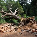 Árvore caída em canteiro de obras em Colorado do Oeste, Rondônia