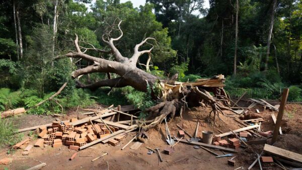 Árvore caída em canteiro de obras em Colorado do Oeste, Rondônia