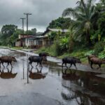 Animais invadiram distrito em Corumbiara / Foto: Divulgação