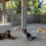 Canil municipal em Vilhena com cães em cercados, modelo de proteção animal