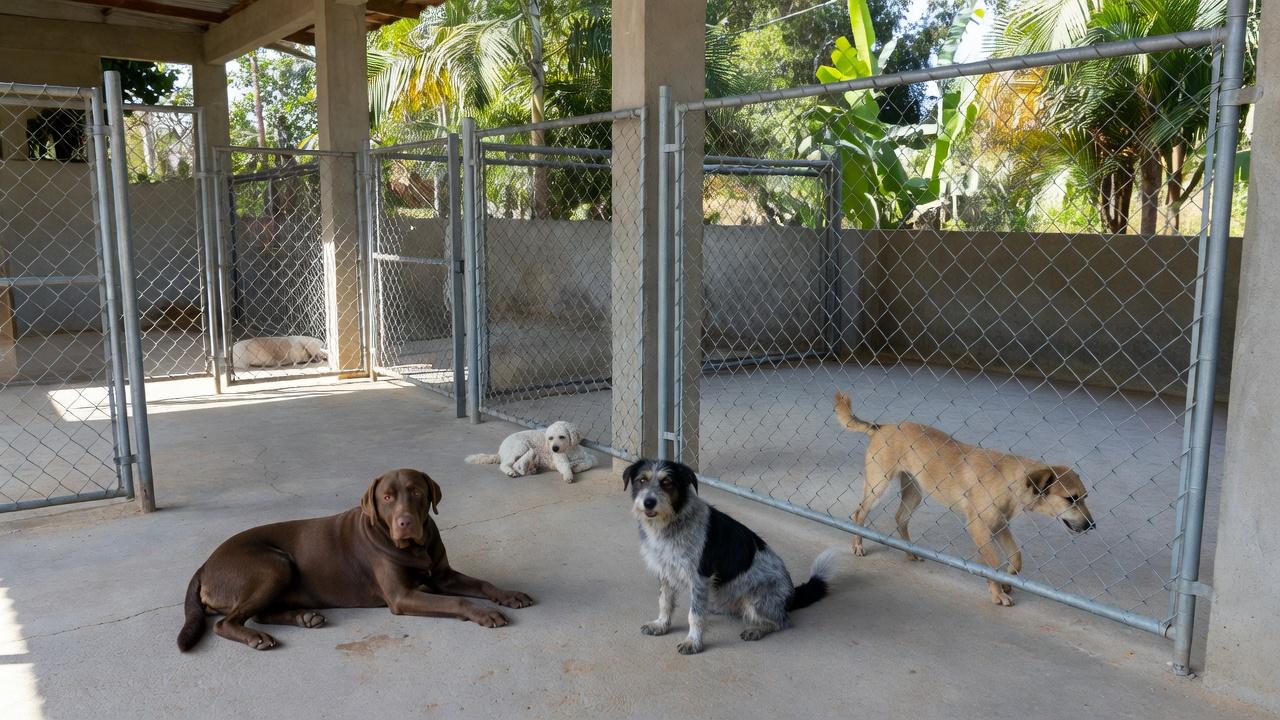 Canil municipal em Vilhena com cães em cercados, modelo de proteção animal