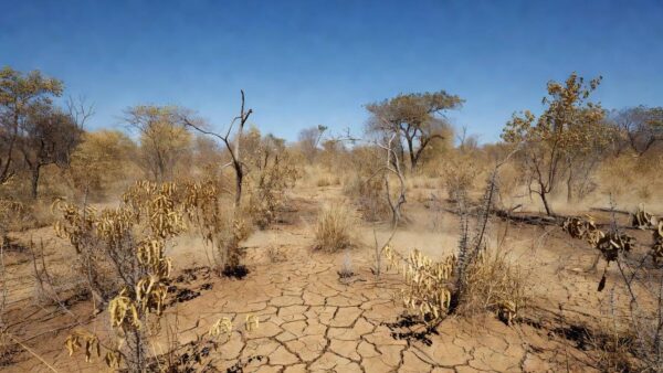 Paisagem seca em Rondônia com calor intenso e céu sem nuvens