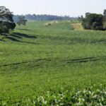 Lavouras de soja em Rondônia representando a agricultura como motor econômico