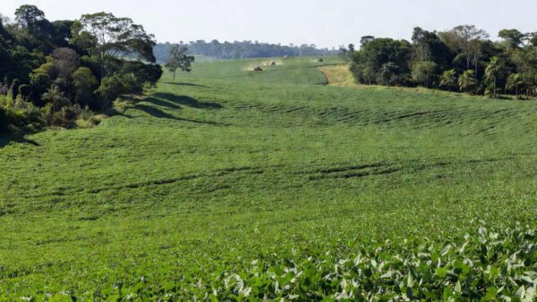 Lavouras de soja em Rondônia representando a agricultura como motor econômico