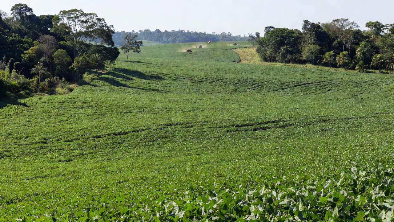 Lavouras de soja em Rondônia representando a agricultura como motor econômico