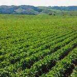 Lavouras de soja em Porto Velho, Rondônia, líder no ranking do agro