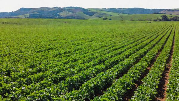 Lavouras de soja em Porto Velho, Rondônia, líder no ranking do agro