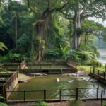 Instalação de produção de carne de jacaré em Porto Velho para Indicação Geográfica