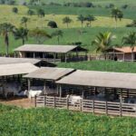 Festas em Rondônia - reprodução Sipri