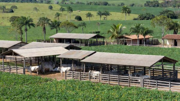 Festas em Rondônia - reprodução Sipri