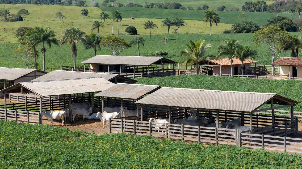 Festas em Rondônia - reprodução Sipri