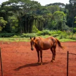 Égua perto de cerca de arame farpado em área rural de Porto Velho