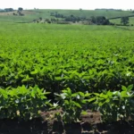 Plantações de soja no Brasil ligadas à moratória validada pelo STF
