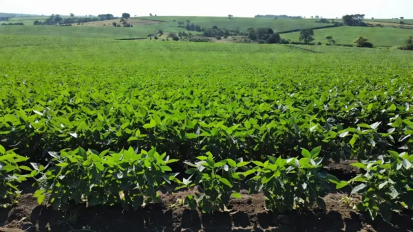 Plantações de soja no Brasil ligadas à moratória validada pelo STF