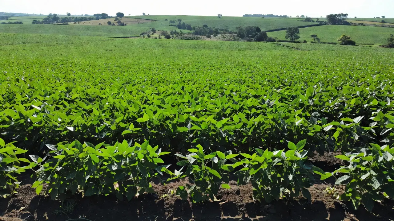 Plantações de soja no Brasil ligadas à moratória validada pelo STF