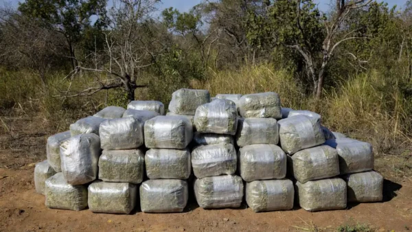 Fardos de maconha e skunk apreendidos em Alto Paraíso, Goiás