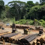 Viaturas da Polícia Federal em madeireira de Porto Velho durante operação