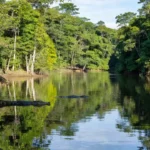 Reserva Extrativista Lago do Cuniã com jacarés em Porto Velho
