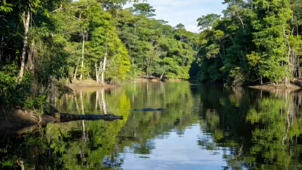 Reserva Extrativista Lago do Cuniã com jacarés em Porto Velho
