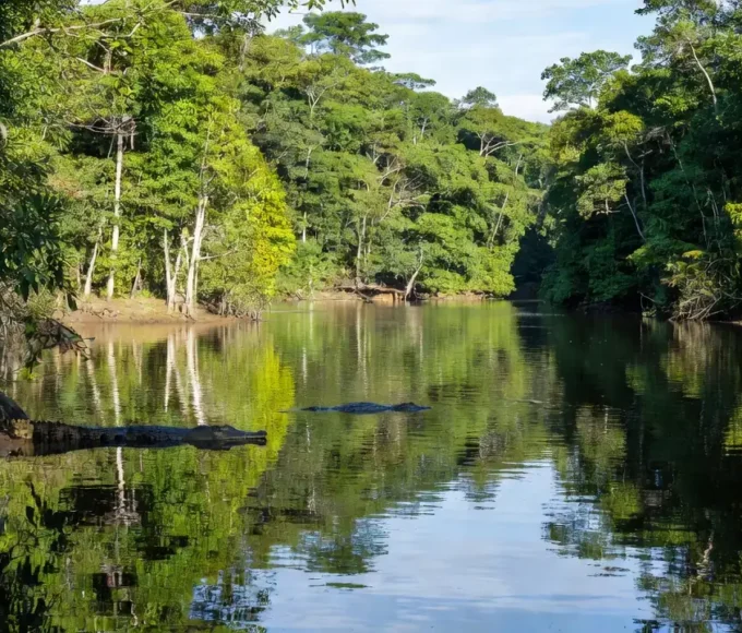 Reserva Extrativista Lago do Cuniã com jacarés em Porto Velho