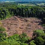 Desmatamento ilegal de 1,1 mil hectares na Amazônia no Amazonas