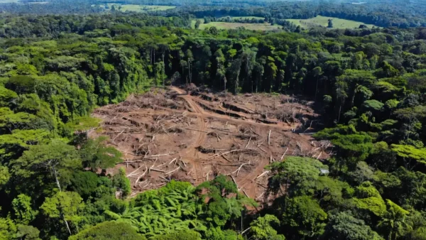 Desmatamento ilegal de 1,1 mil hectares na Amazônia no Amazonas