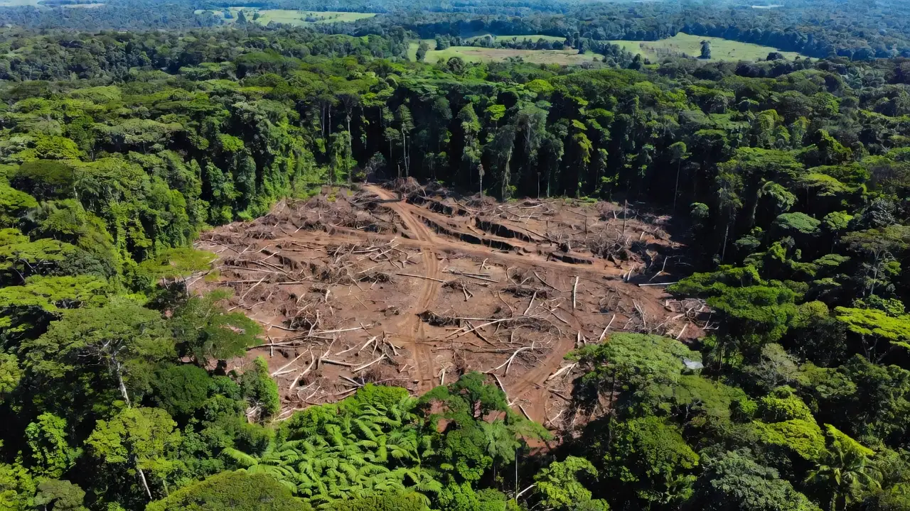 Desmatamento ilegal de 1,1 mil hectares na Amazônia no Amazonas