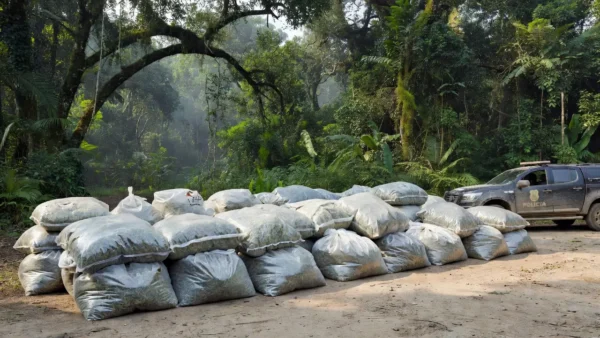 Apreensão de 180 kg de skunk pela Polícia Civil em São Francisco do Guaporé