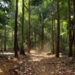 Floresta amazônica em Rondônia com castanheiras, simbolizando créditos do Incra para extrativistas.