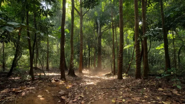 Floresta amazônica em Rondônia com castanheiras, simbolizando créditos do Incra para extrativistas.