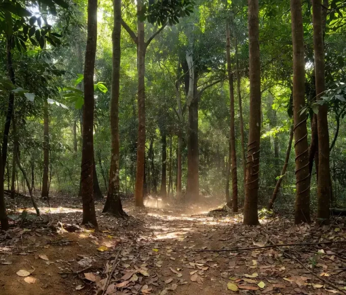 Floresta amazônica em Rondônia com castanheiras, simbolizando créditos do Incra para extrativistas.