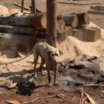 Cachorro em maus-tratos resgatado em empresa de madeira em Vilhena, Rondônia