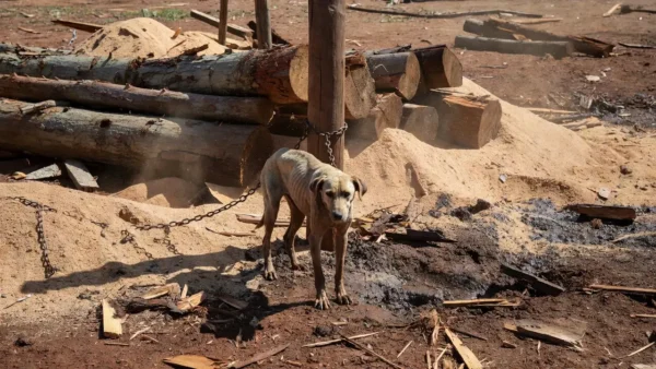 Cachorro em maus-tratos resgatado em empresa de madeira em Vilhena, Rondônia