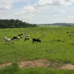 Pastagem com gado em fazenda rural de Rondônia