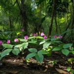 Planta de crajiru em floresta de Rondônia estudada pela UNIR