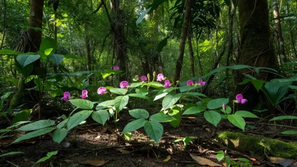 Planta de crajiru em floresta de Rondônia estudada pela UNIR