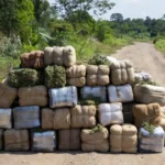 Fardos de maconha apreendidos em estrada rural de Monte Negro, Rondônia