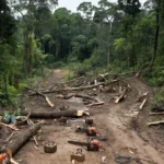 Floresta em Rondônia com sinais de extração ilegal de madeira em terras indígenas