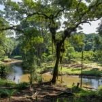 Paisagem de Ji-Paraná em Rondônia com vegetação de bioeconomia