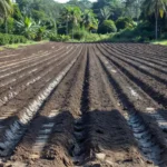 Preparação de solo para café e mandioca em Porto Velho, Rondônia