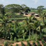 Paisagem rural de Rolim de Moura, Rondônia, relacionada à plataforma Direto do Sítio